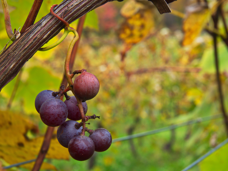 Vendanges